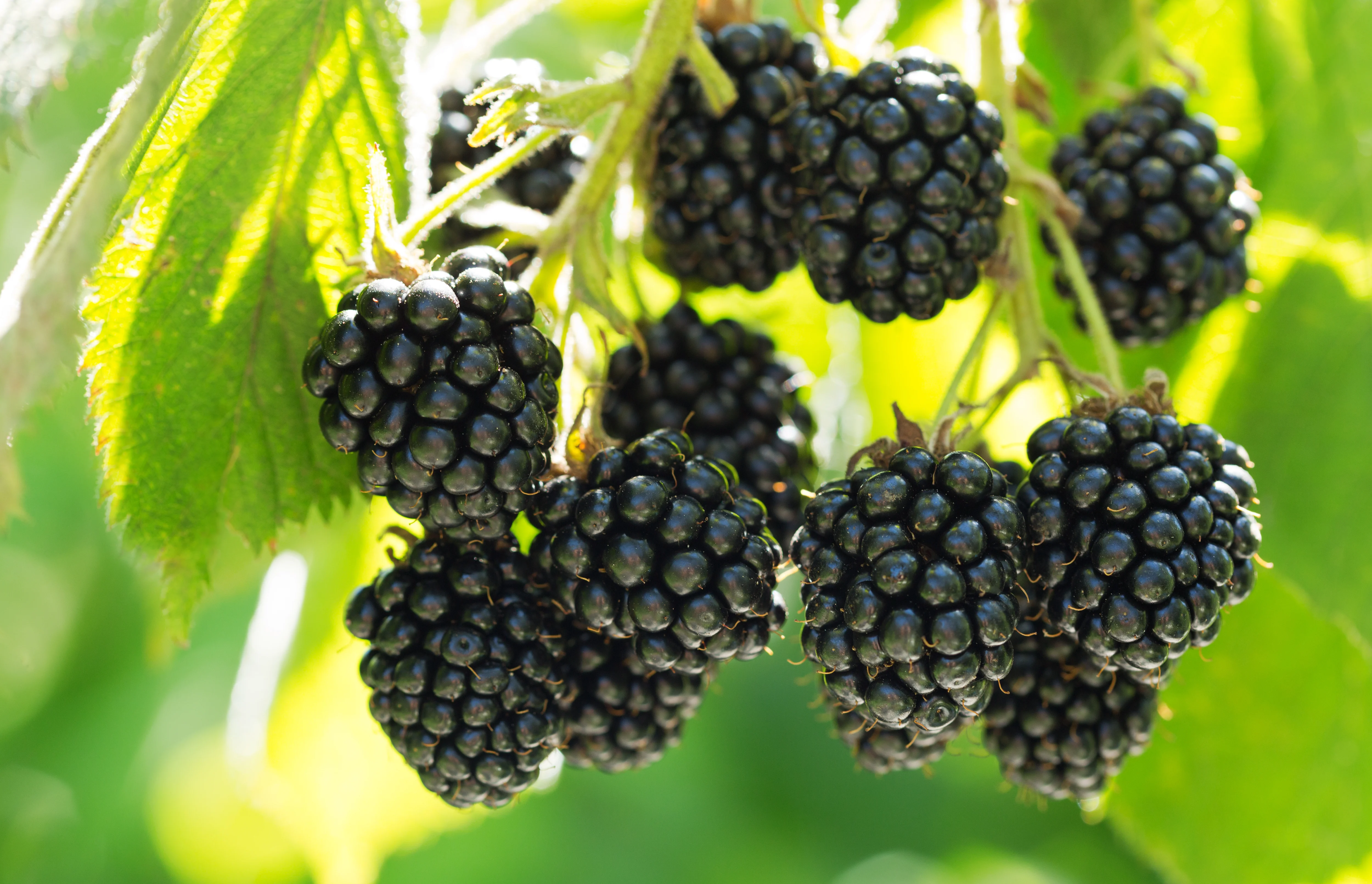 Blackberry