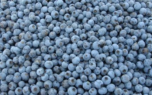 Frozen Imported IQF Blueberry